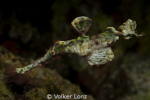 Ghostpipefish by Volker Lonz 